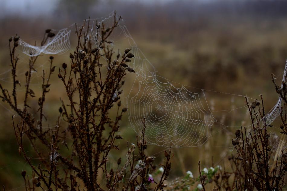 cobwebs on the branches of the bush