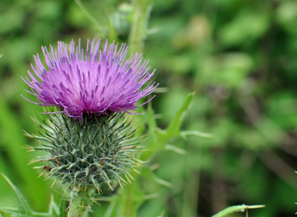 prickly flower on a green background