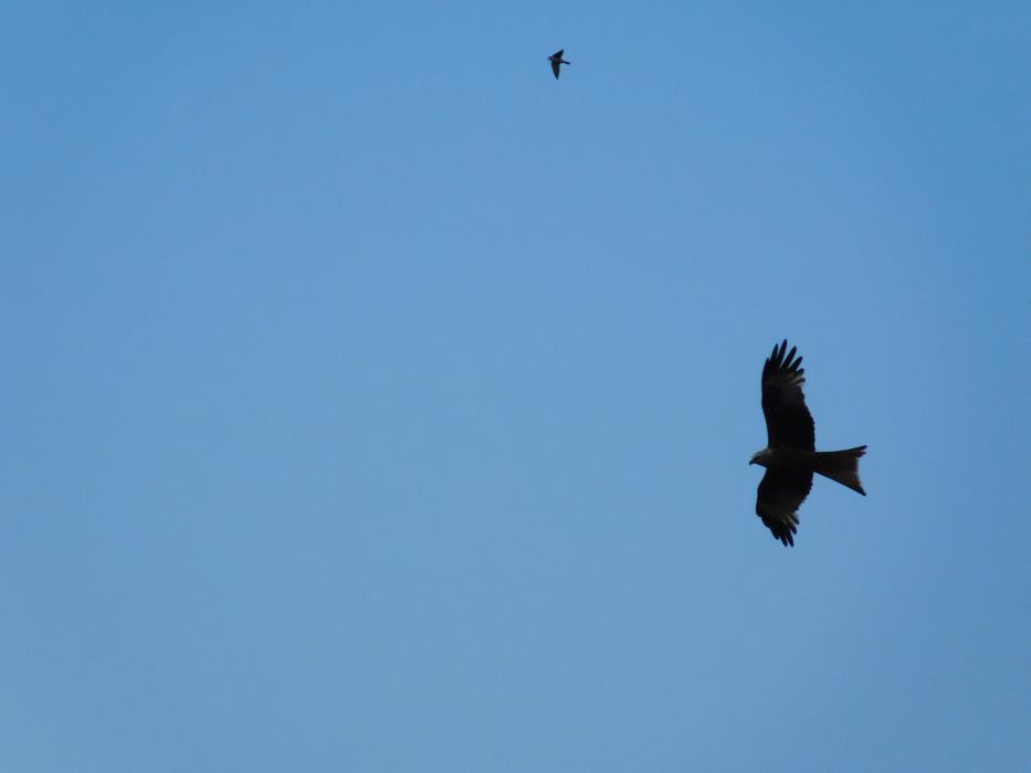 eagle flying in the blue sky