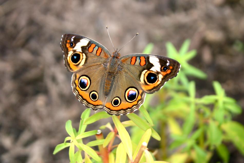 Buckeye Butterfly Insect