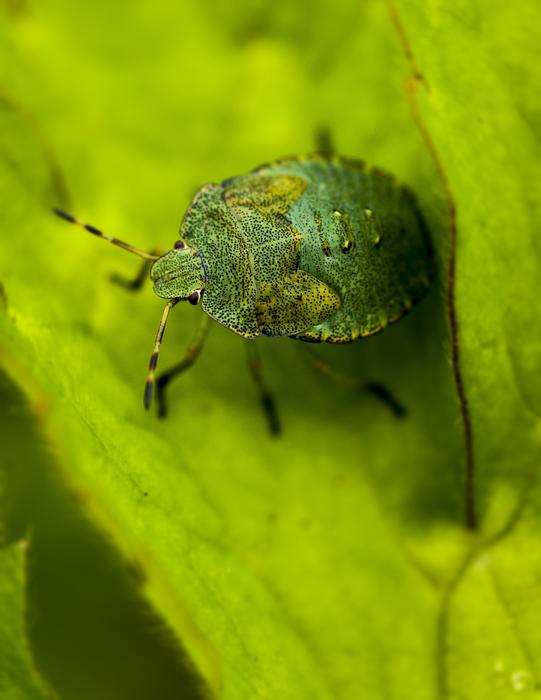 Bug Green Hello