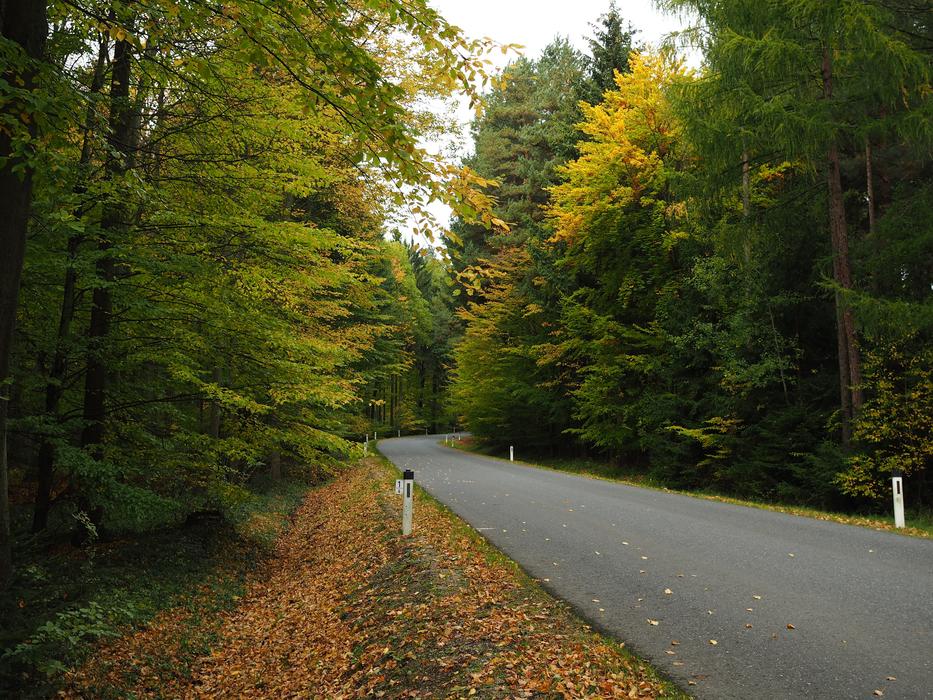 road in the background of the autumn forest
