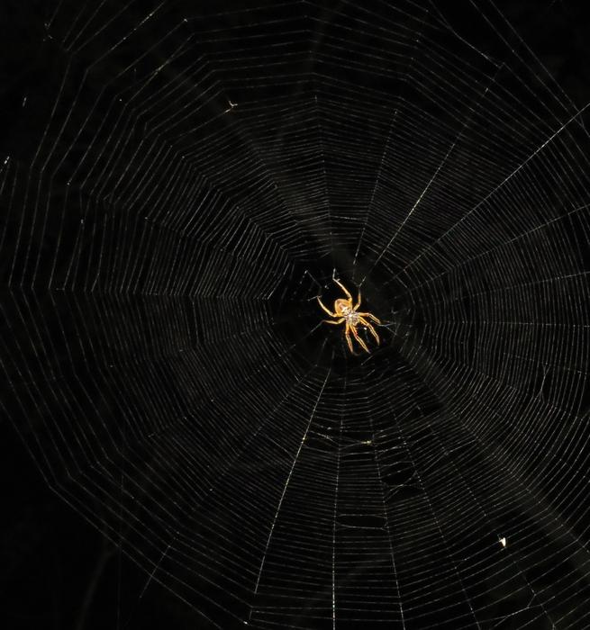 Insect Spider Night Arachnid
