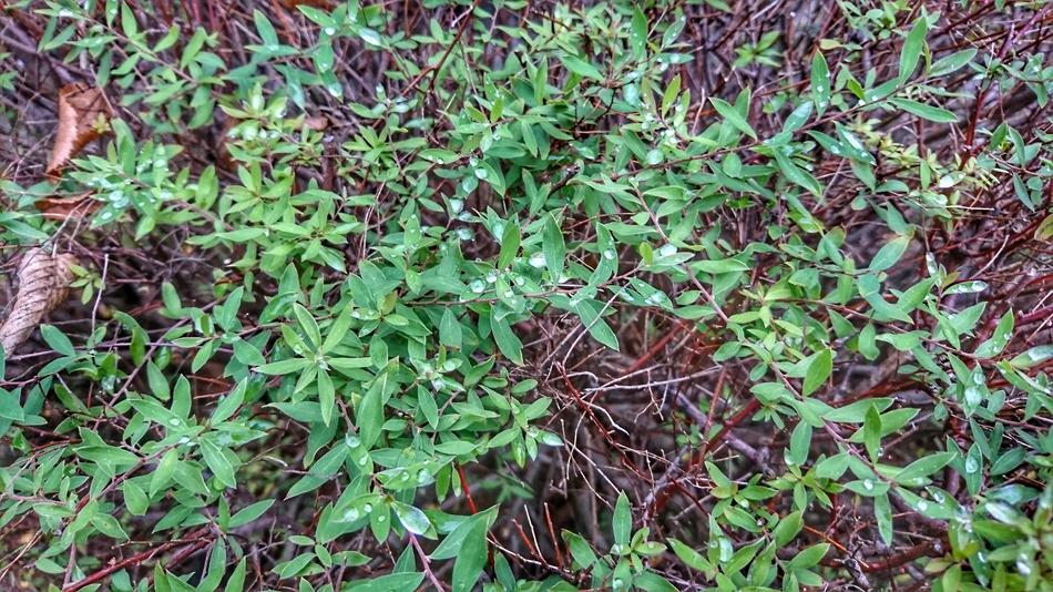 Ground Nature Plants