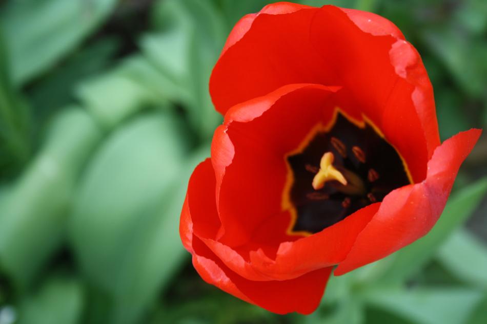 Poppy bud close up red