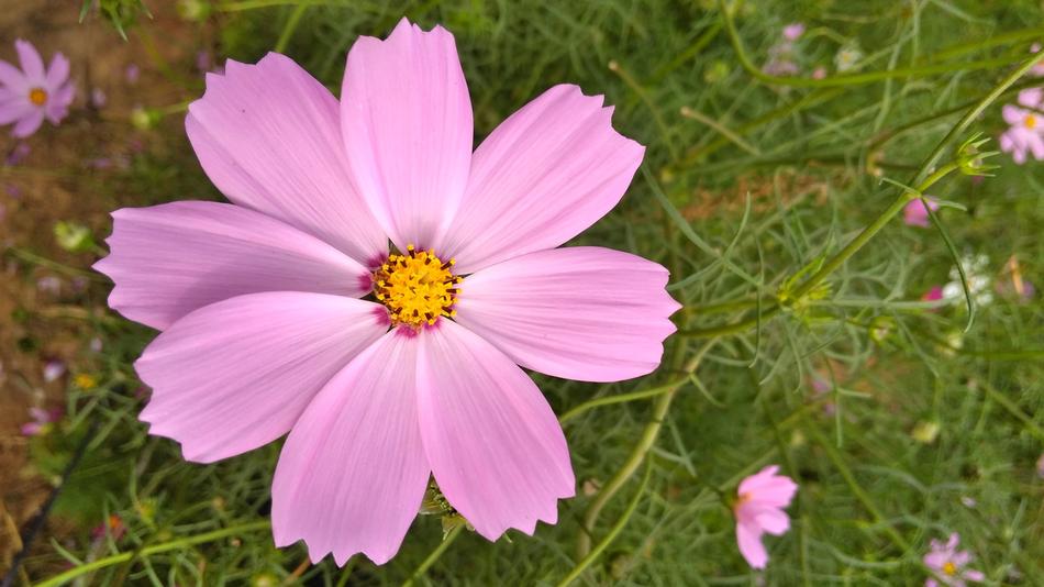 pink gorgeous flower