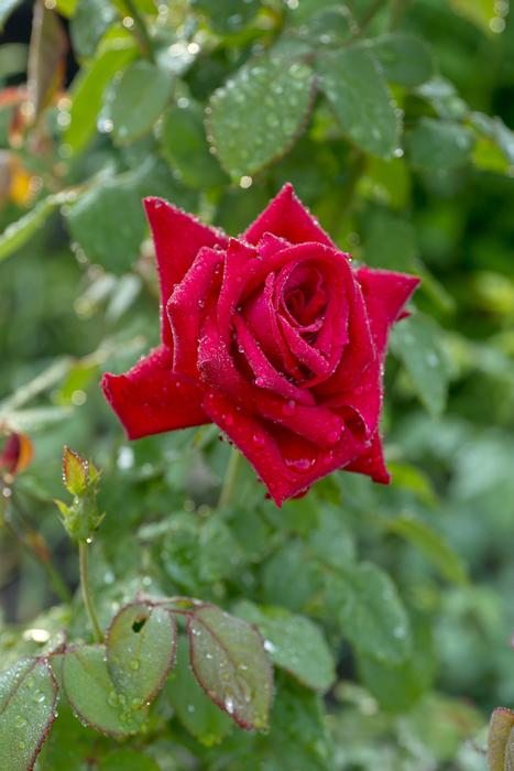 red flower of love