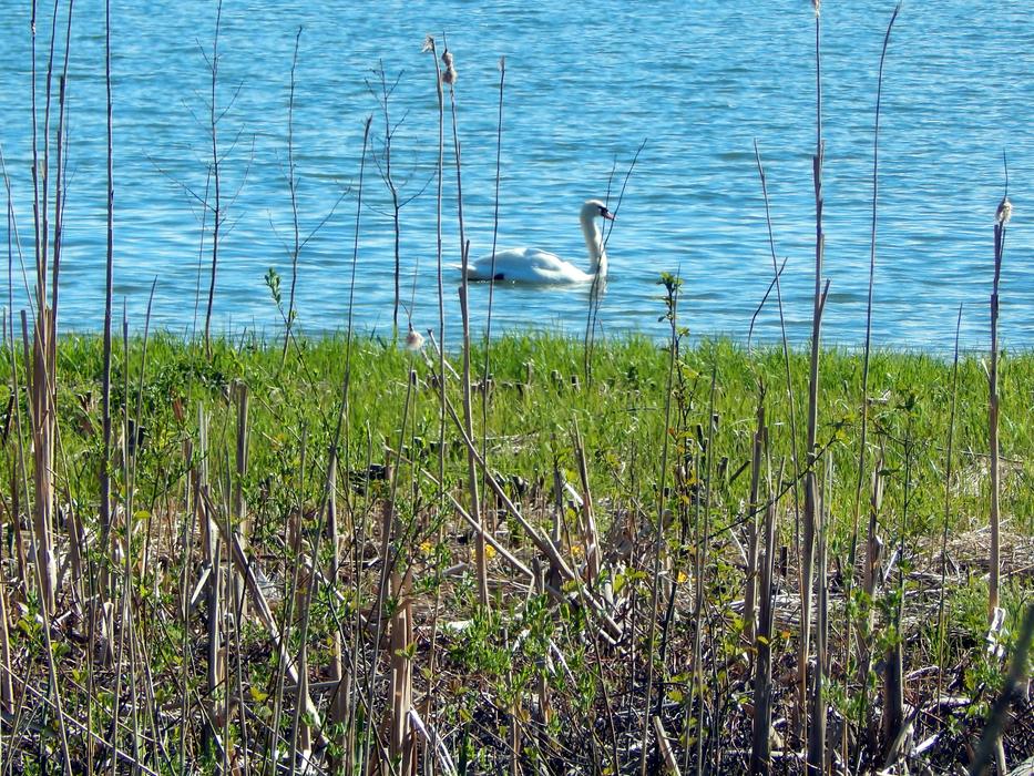 Espoo Swan