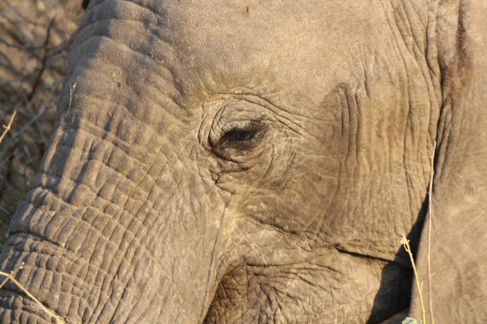 big elephant eye