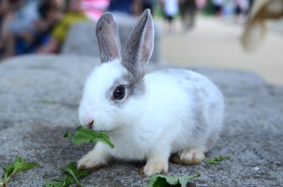 little rabbit on a stone in a blurred background