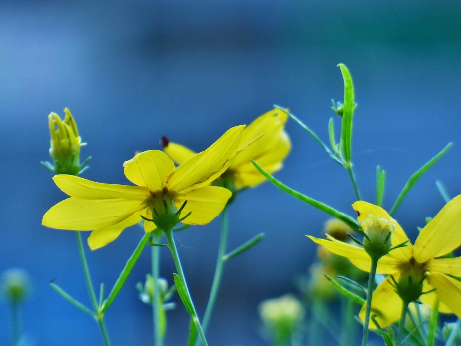 little butterfly on yellow flowers