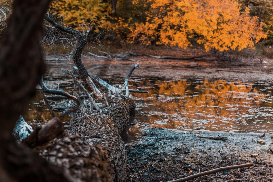 autumn forest with lake