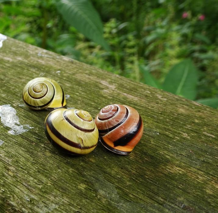 snail shells on the tree moss.