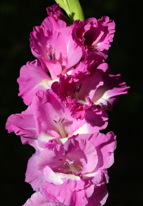 Gladiolus Gladidus Butterfly