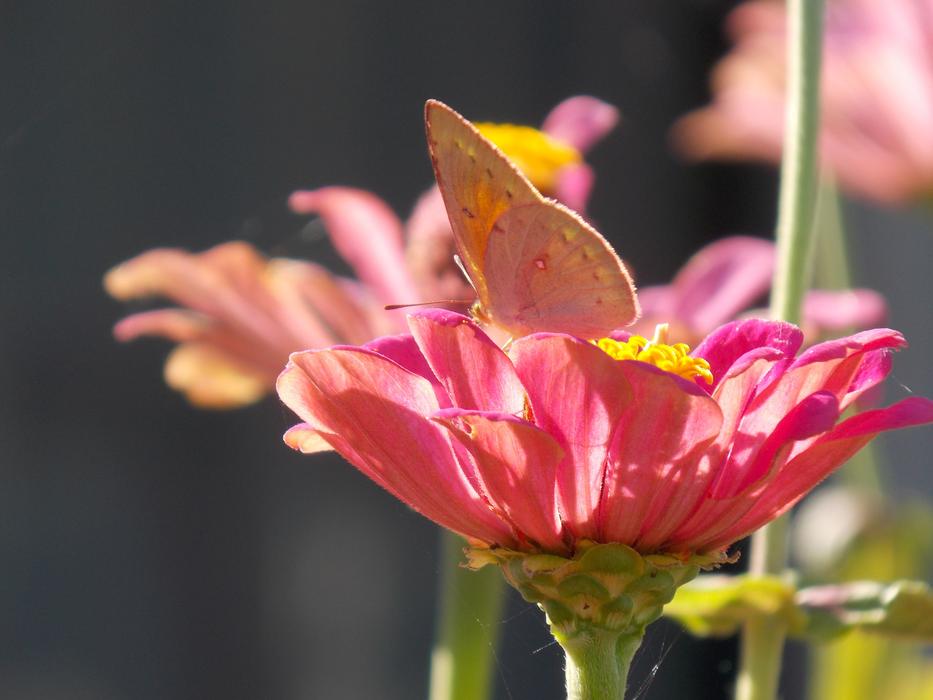 gorgeous flower on stems kind of