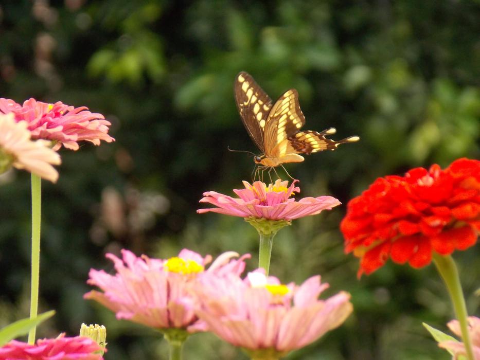 Nature Butterfly