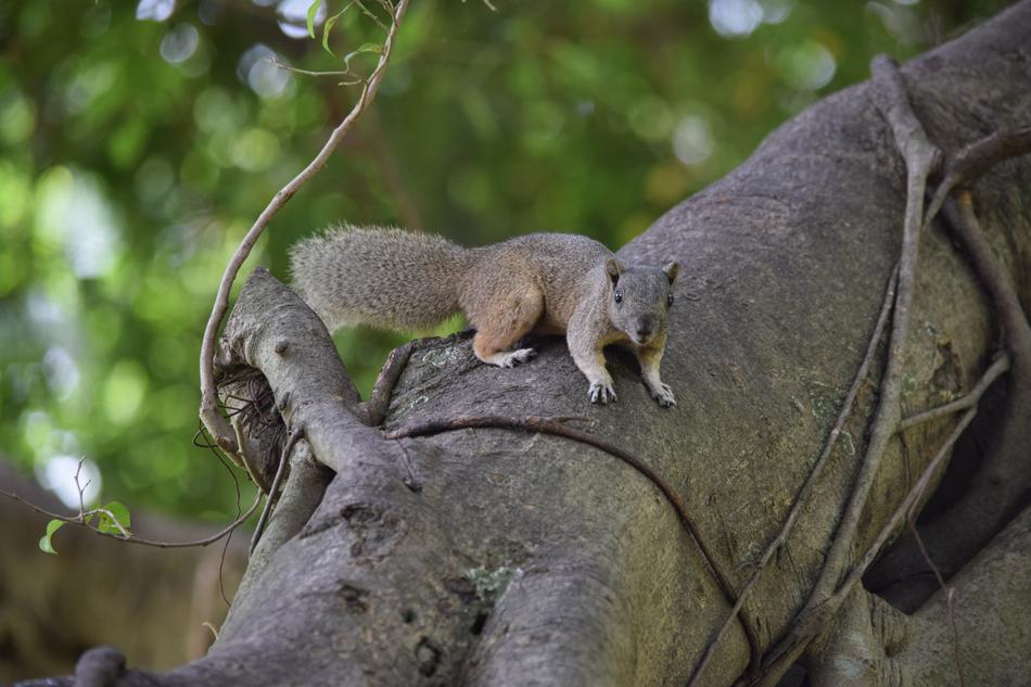 Squirrel Brown Startled