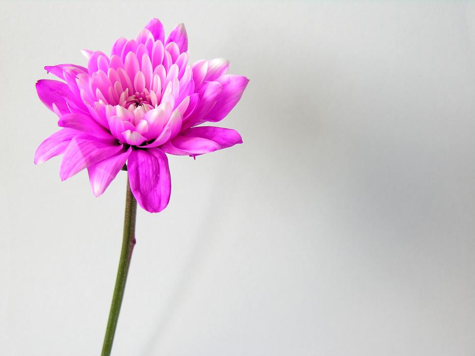 Flower Purple
