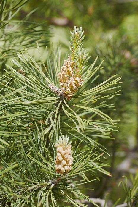 Forest Tree Pine Cone Coniferous