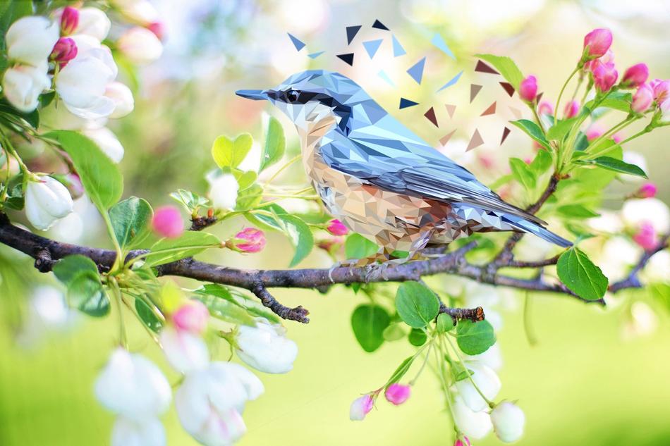 Bird Nature Animal