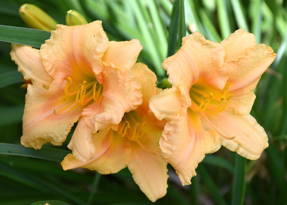 Yellow Day Lillies Flowers