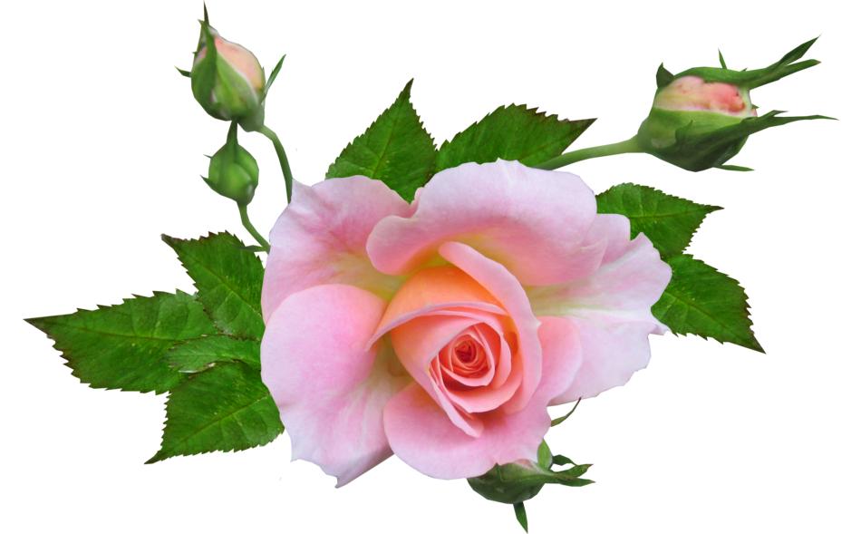 beautiful rose on a white background