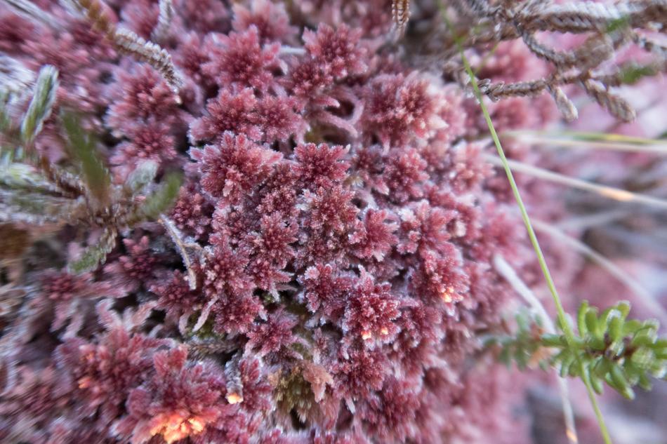 Flower Atmosphere