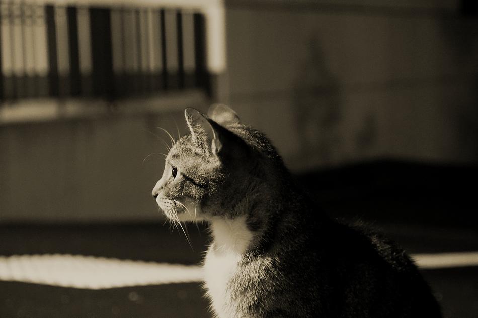 Cat Night Dark