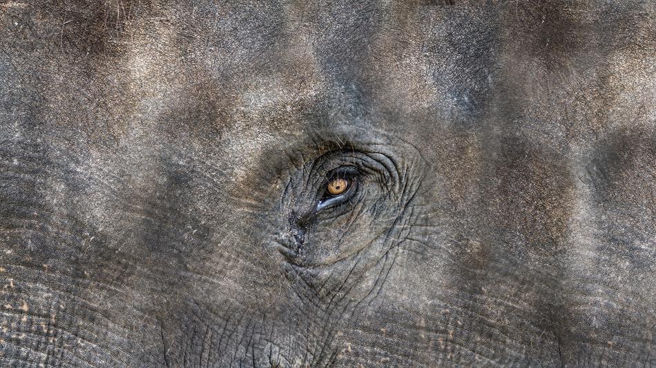 Texture Elephant Animal