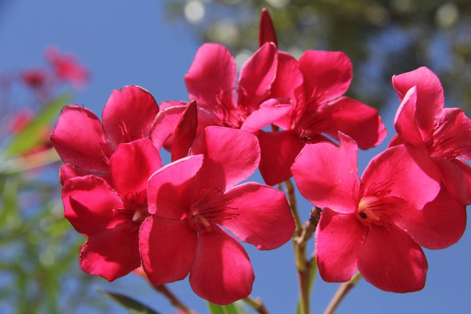spring pink flowers in the sunshine