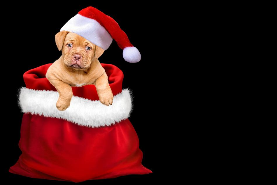 Christmas Gifts Dog