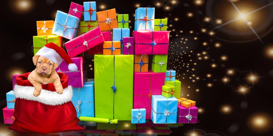 Christmas Gifts Dog
