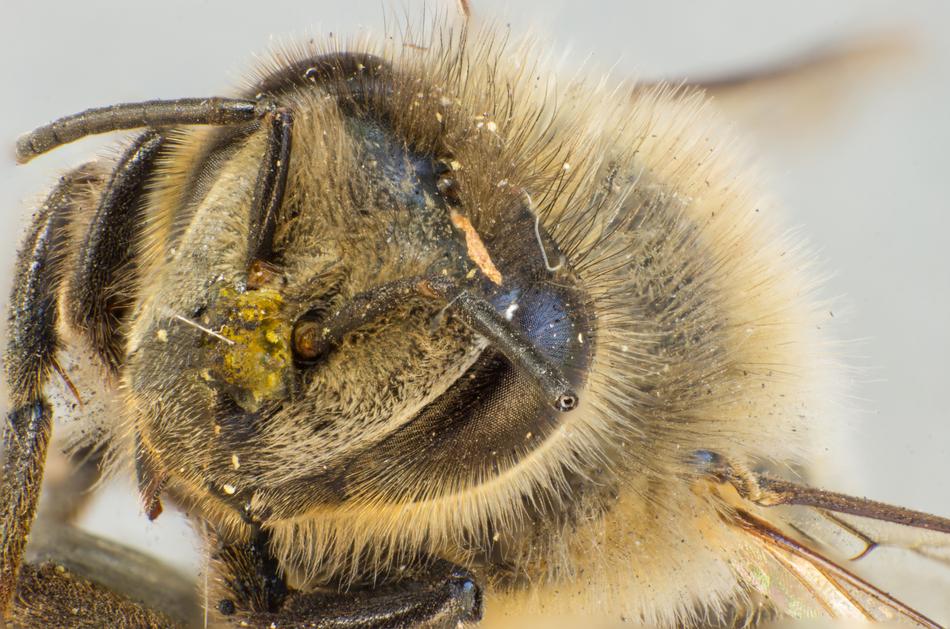 Bee Wild Pollen