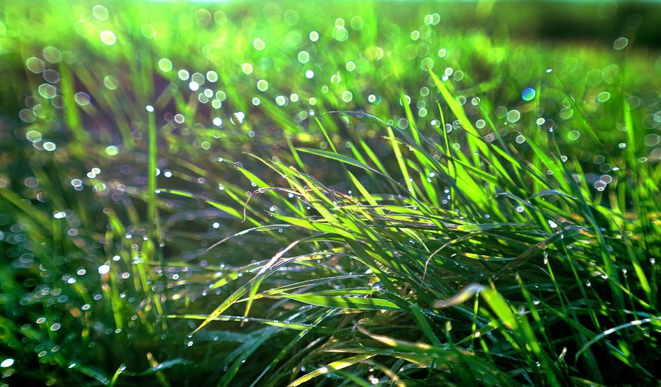 Grass Rosa Meadow free image download