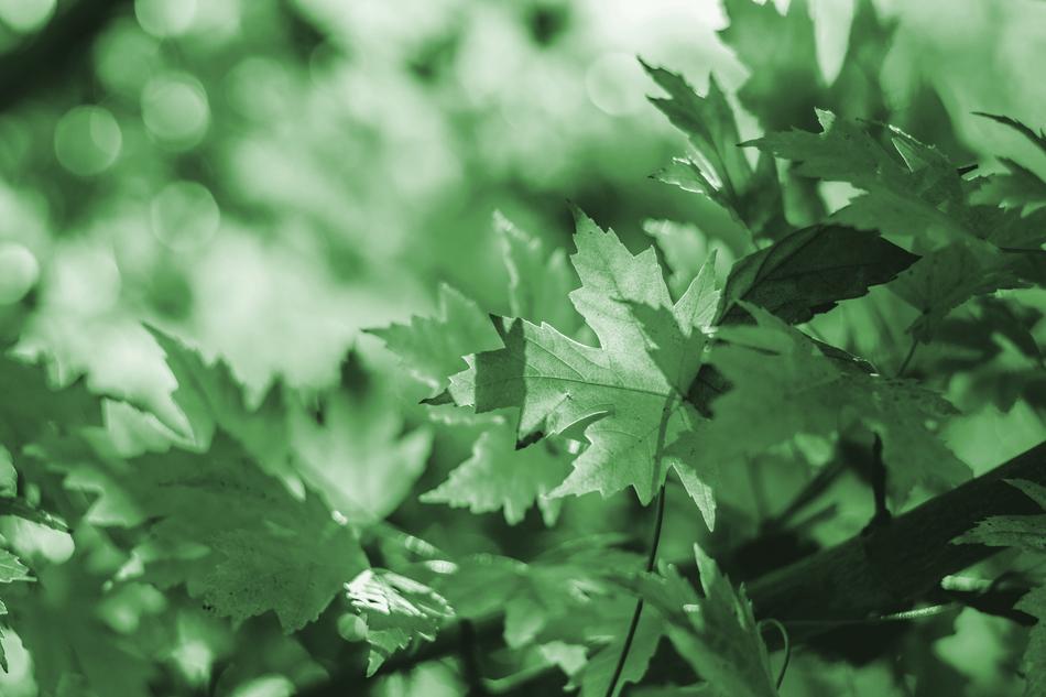maple tree Leaves close up at blur Green background
