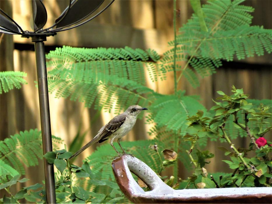 little bird in the garden