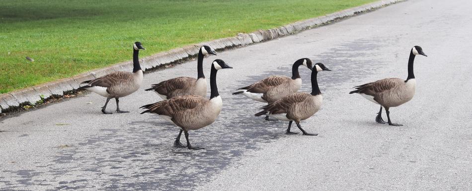 Goose Crossing Gaggle Of Geese
