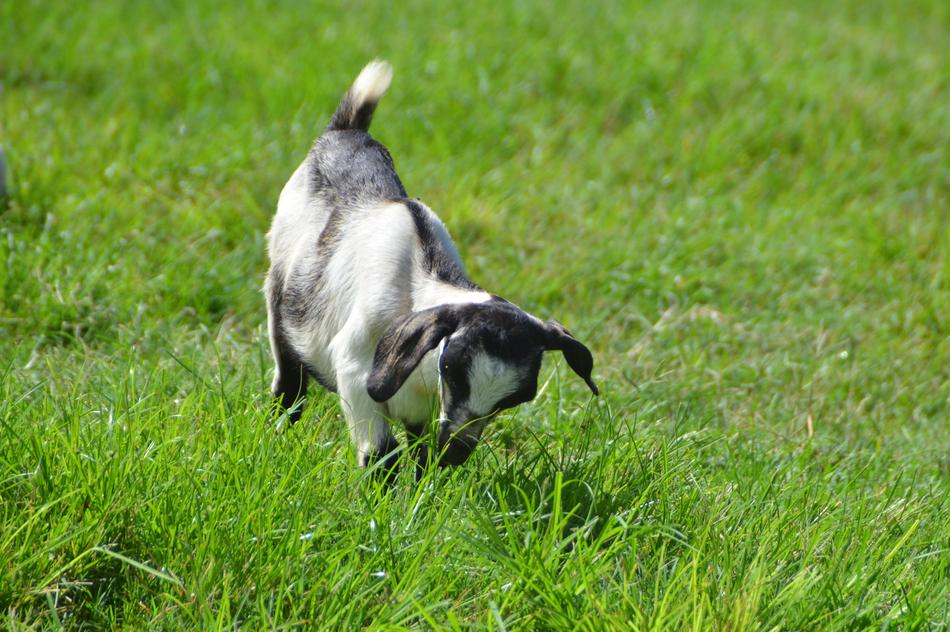 goat playing in the grass