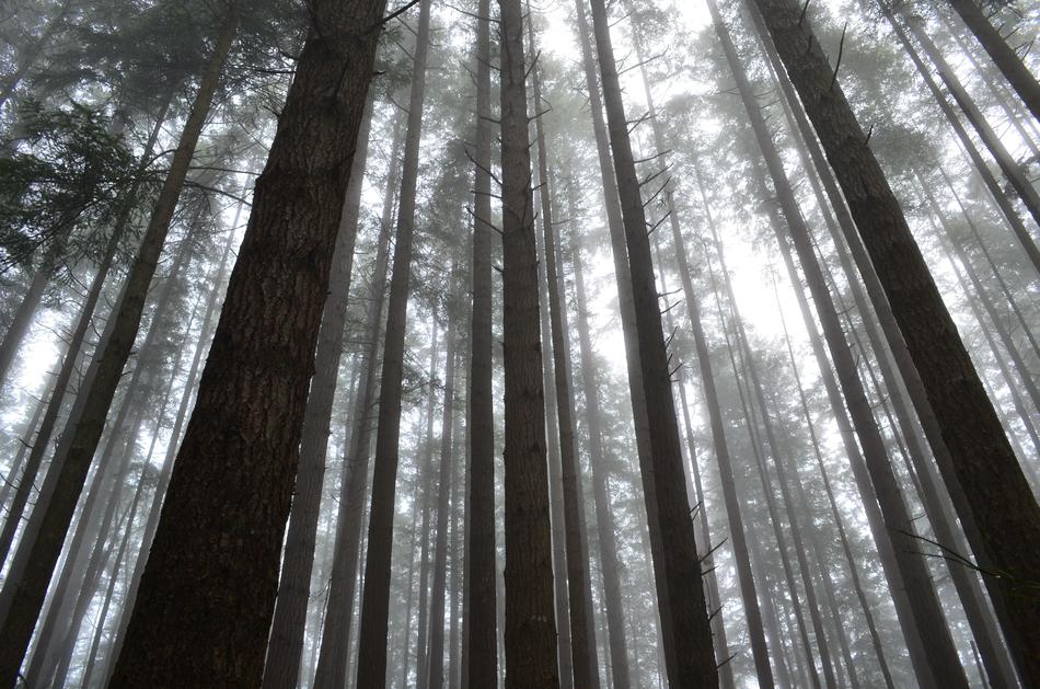 Forest Mist Fog
