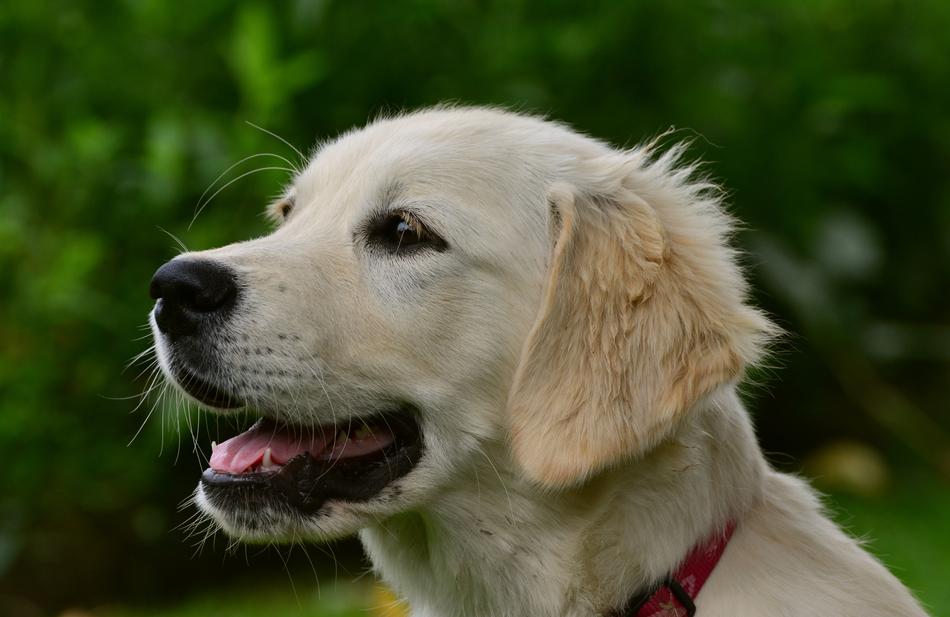 Dog Golden Retriever