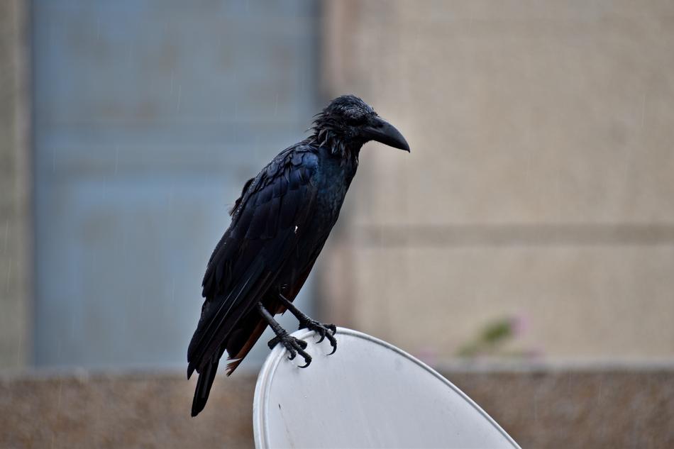 Raven Bird Drenched