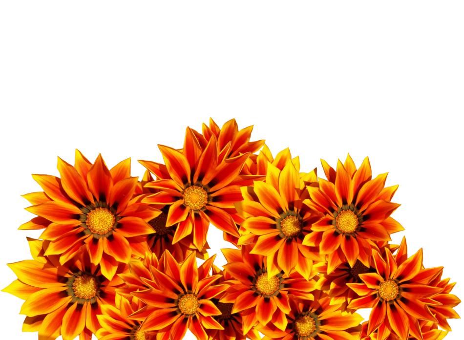 collage of orange flowers