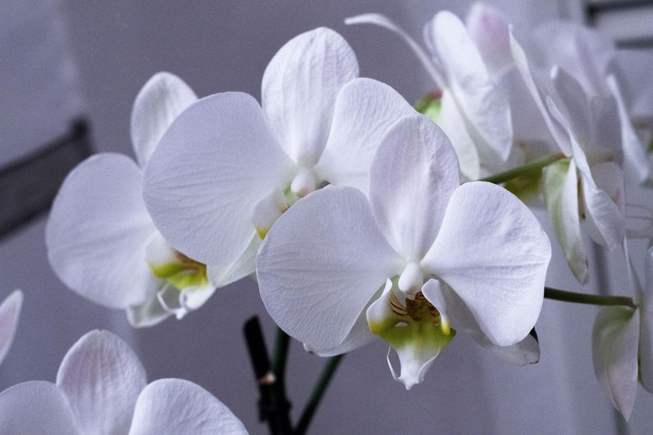 Orchids Birthday flowers