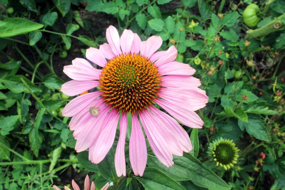 Close up of a flower in the grass