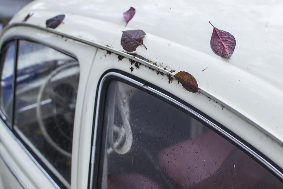 Leaves Car Leaf