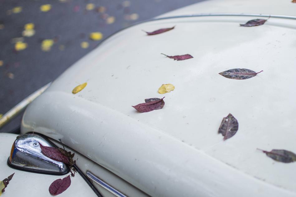 Leaves Car Leaf
