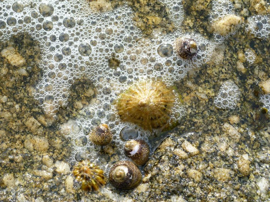 Mussels Sea
