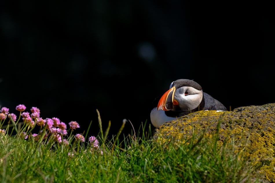 funny bird hiding