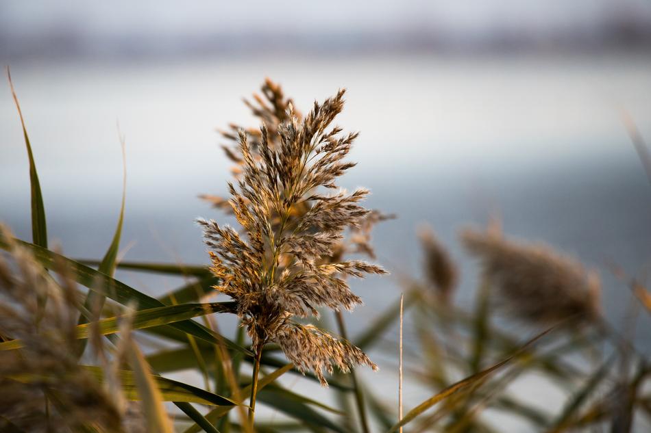 Reed Flower Lake Aquatic