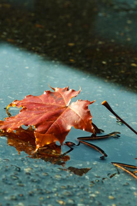 Leaf Autumn Puddle